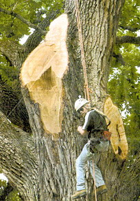 "It's sad to see an old friend like this ailing," said arborist Steve Houser.